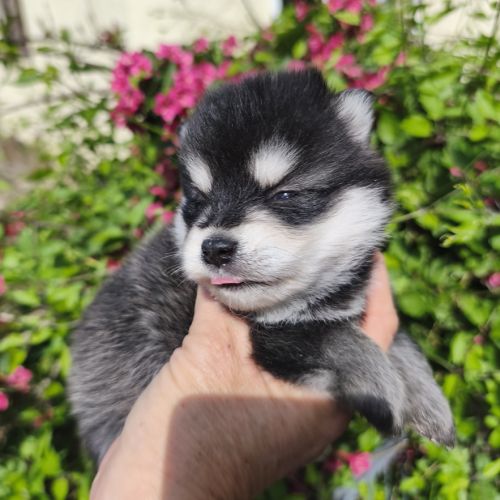 Chiot mâle pomsky f4 à réserver
