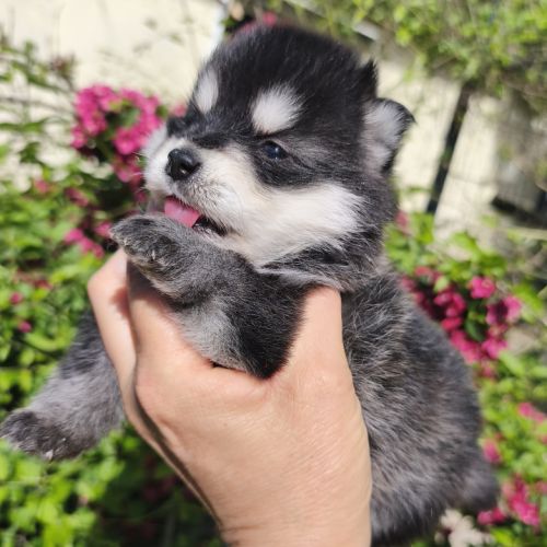 Chiot mâle pomsky f4 à réserver #6