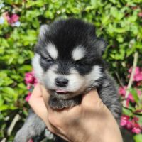 Chiot mâle pomsky f4 à réserver #3