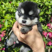 Chiot mâle pomsky f4 à réserver #4