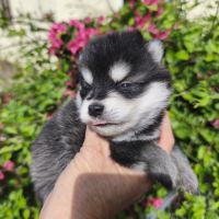 Chiot mâle pomsky f4 à réserver