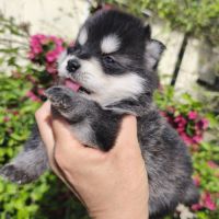 Chiot mâle pomsky f4 à réserver #6