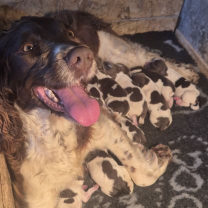 Chiots springer spaniel lof
