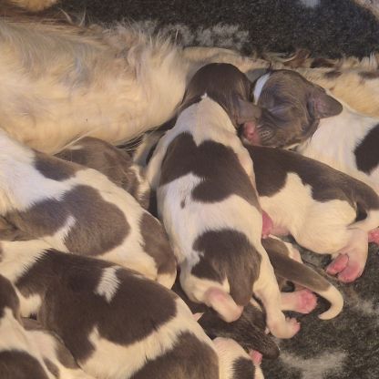 Chiots springer spaniel lof #2