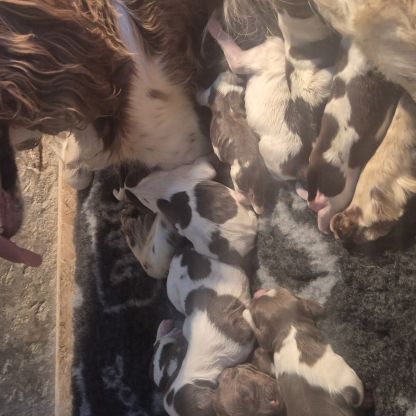 Chiots springer spaniel lof #3