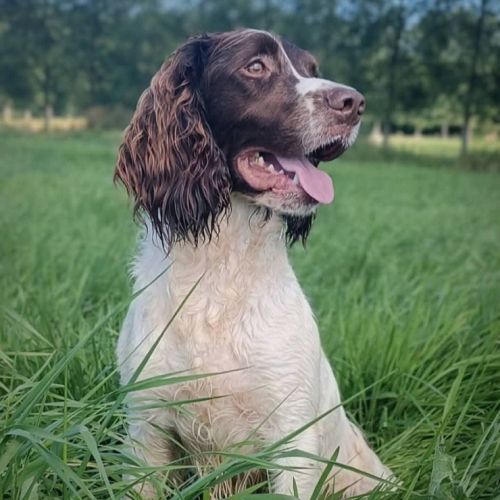 Chiots springer spaniel lof #4