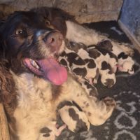 Chiots springer spaniel lof #0