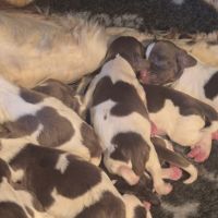 Chiots springer spaniel lof #2