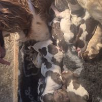 Chiots springer spaniel lof #3