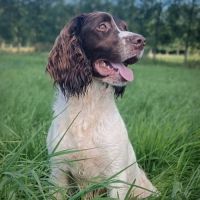 Chiots springer spaniel lof #4