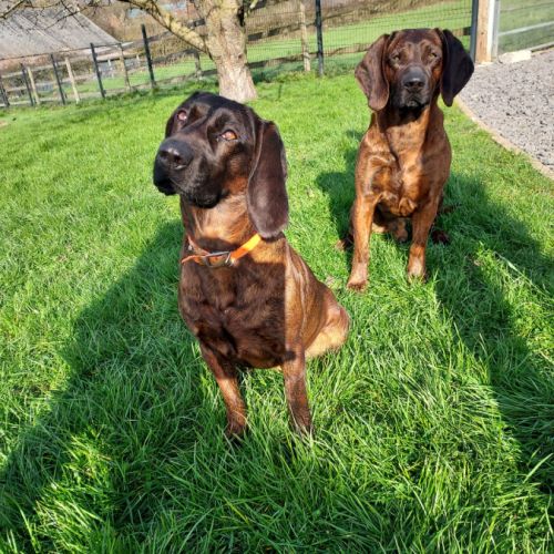 Chiots rouge du hanovre