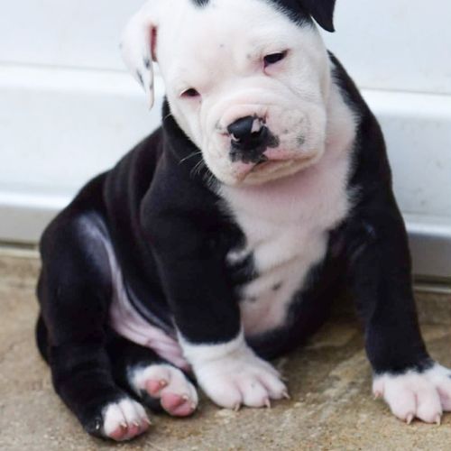 Bulldog continental