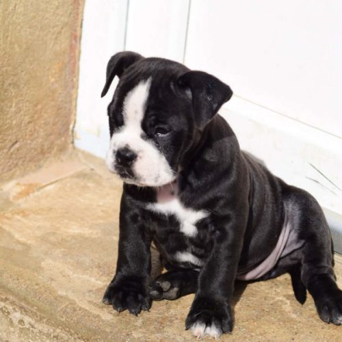 Bulldog continental #4