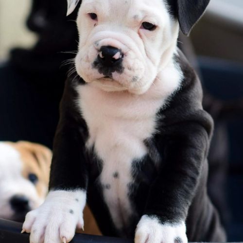 Bulldog continental #5