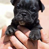 Bulldog continental #2