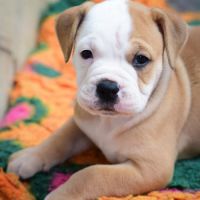 Bulldog continental #3