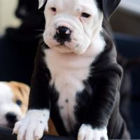 Bulldog continental #5