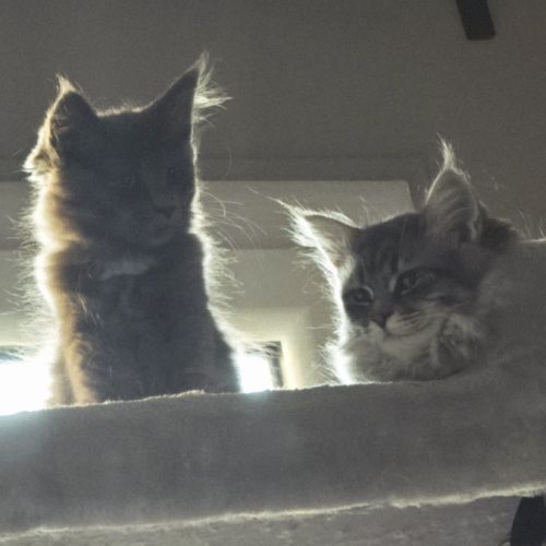 A vendre 2 adorables chatons #0