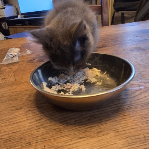 A vendre 2 adorables chatons #2