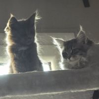 A vendre 2 adorables chatons