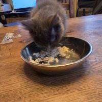A vendre 2 adorables chatons #2
