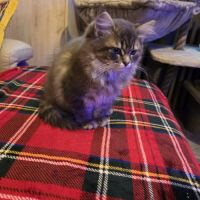 A vendre 2 adorables chatons #3
