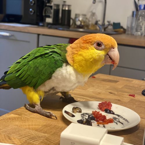 Caique male