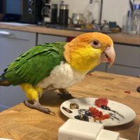 Caique male