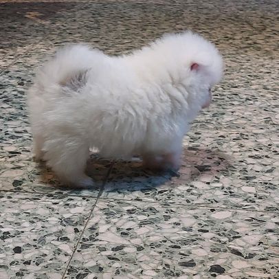 Spitz chiot #1