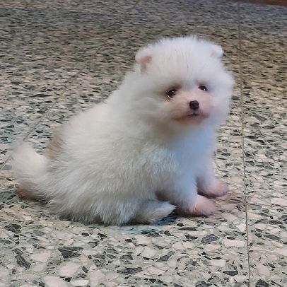 Spitz chiot