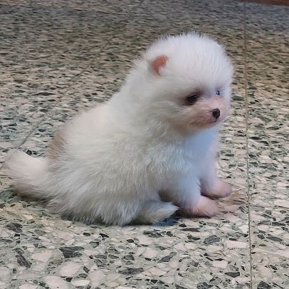 Spitz chiot #3