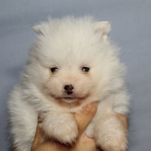 Spitz chiot #4