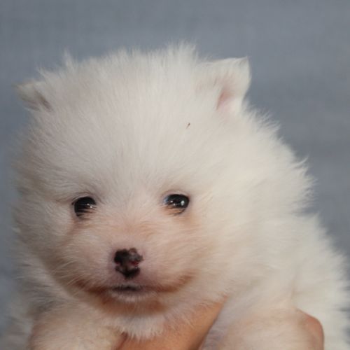 Spitz chiot #6