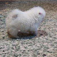 Spitz chiot #1