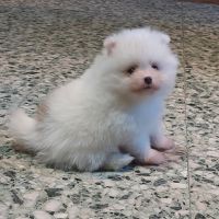Spitz chiot #0