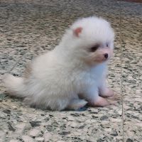 Spitz chiot #3