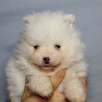 Spitz chiot #4