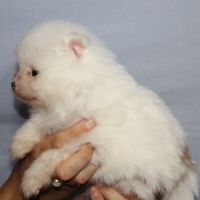 Spitz chiot #5