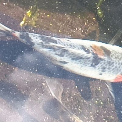 Jolies carpes koïs d'un an