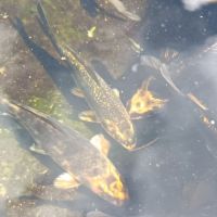 Jolies carpes koïs d'un an #4
