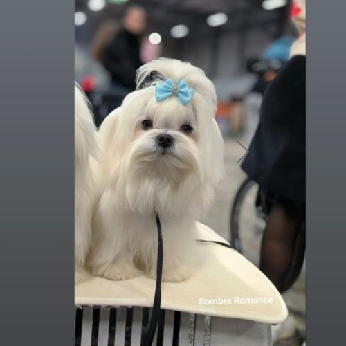 Saillie bichon maltais lof