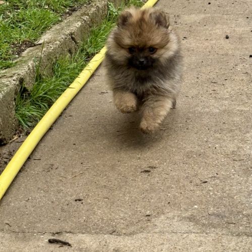 Chiots spitz nains lof #1