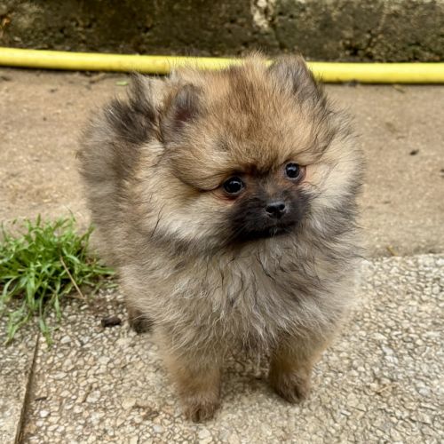 Chiots spitz nains lof