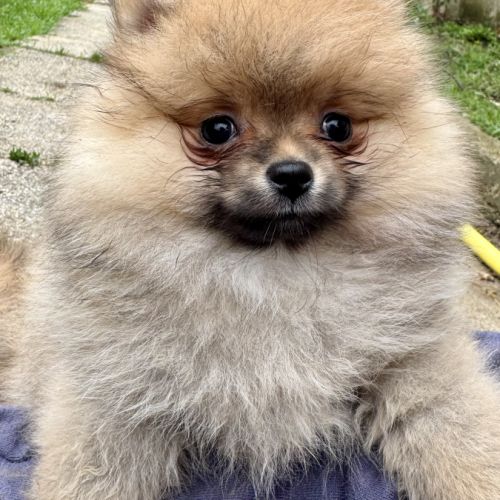 Chiots spitz nains lof #3