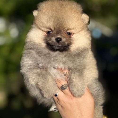 Chiots spitz nains lof #6