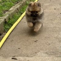 Chiots spitz nains lof #1