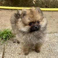 Chiots spitz nains lof