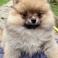 Chiots spitz nains lof #3