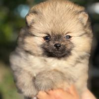 Chiots spitz nains lof #4