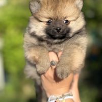 Chiots spitz nains lof #5